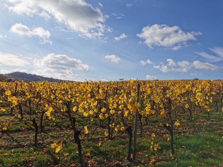 Luxembourg vineyard